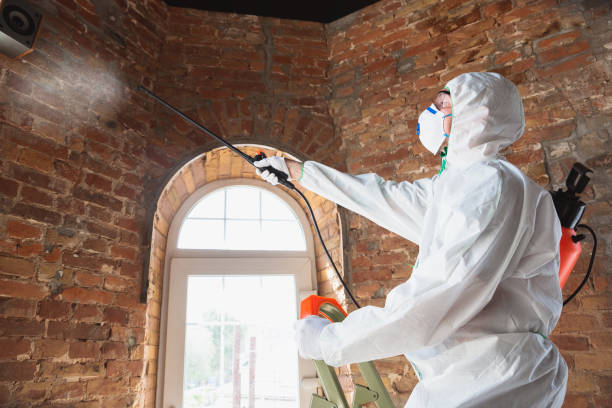 Best Environmental Consulting for Mold Prevention  in USA